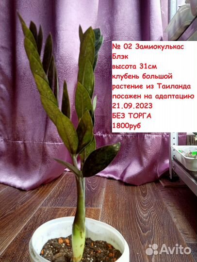 Самовывоз Замиокулькас Вар и Блэк