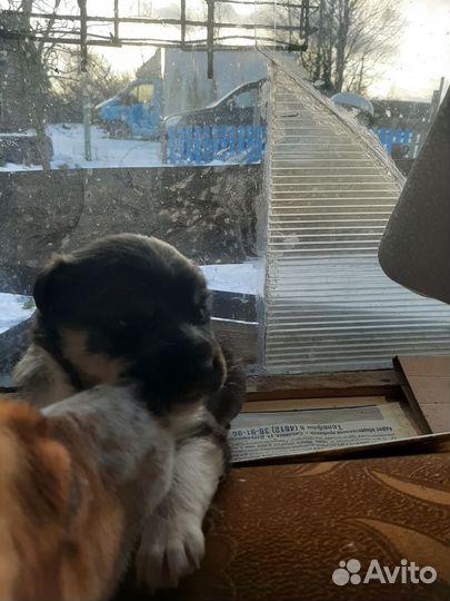 Щенок в добрые руки