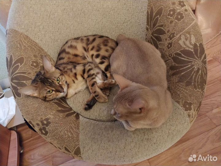 Передержка животных