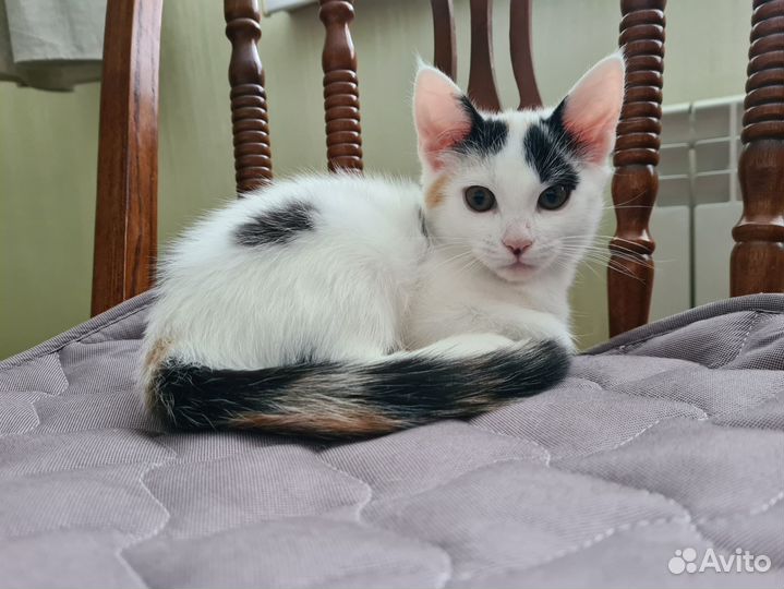 Отдам котенка в хорошие руки