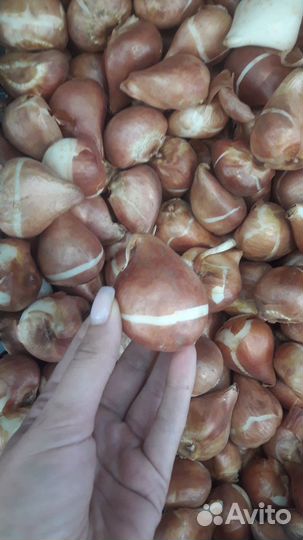 Луковицы тюльпанов
