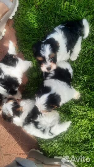 Бивер пупсята