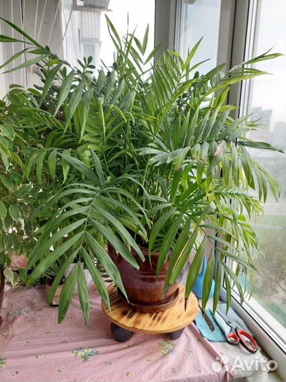 Комнатные растения Хамедорея