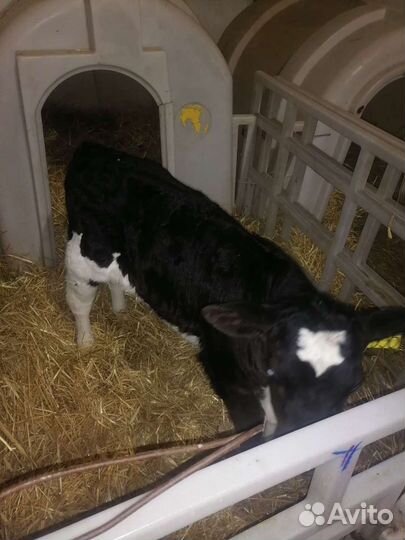 Тёлки бычки