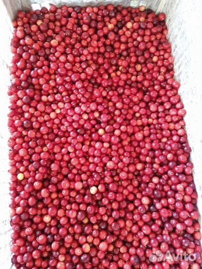 Клюква свежая