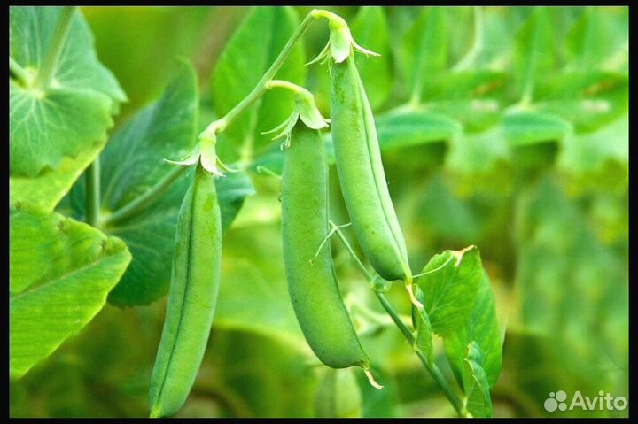Семена Гороха Посевного опт