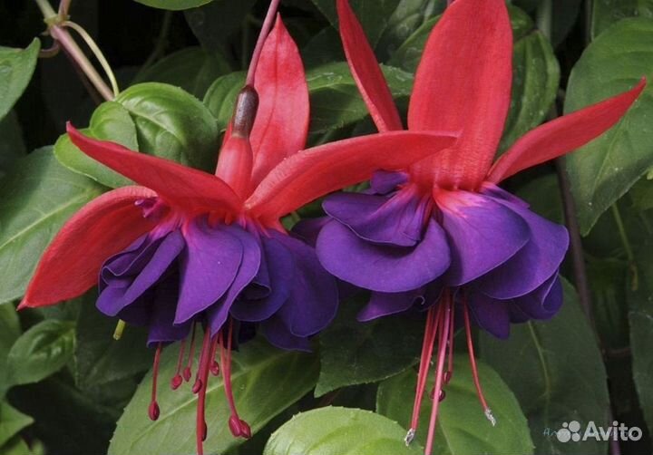 Фуксия укорененные черенки