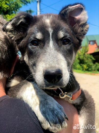 Щенок мальчик Барон 4 мес