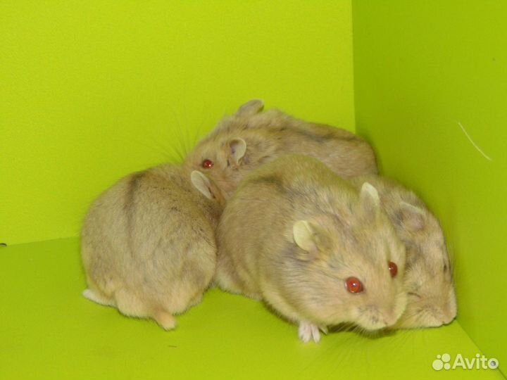 Карликовые хомяки. Кэмпы