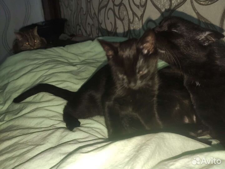 Отдам котят