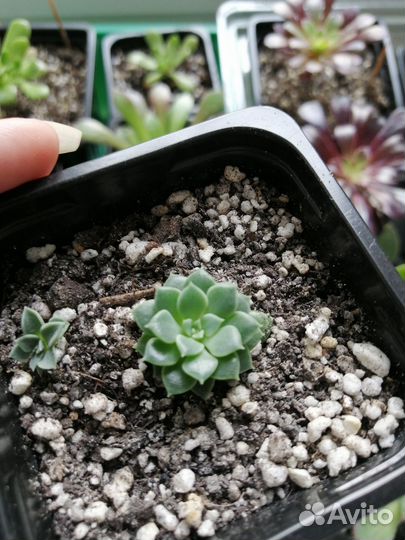 Суккуленты