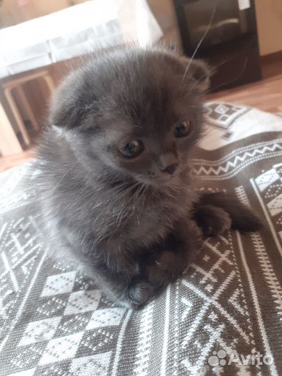 Котята в добрые руки даром