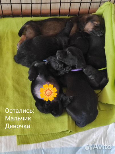 Щенки бесплатно