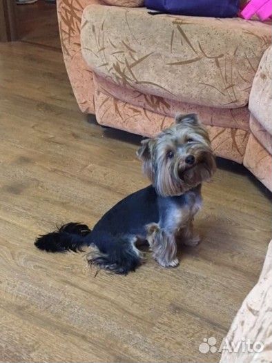 Йоркширский терьер щенки