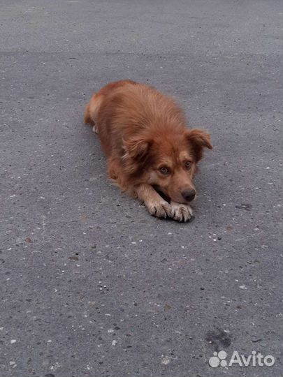 Собака в добрые руки