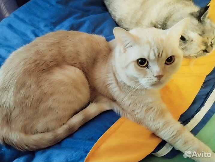 Шотландские кошки