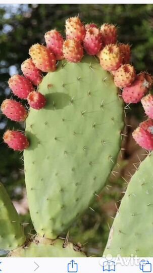 Кактус опунция и другие суккуленты