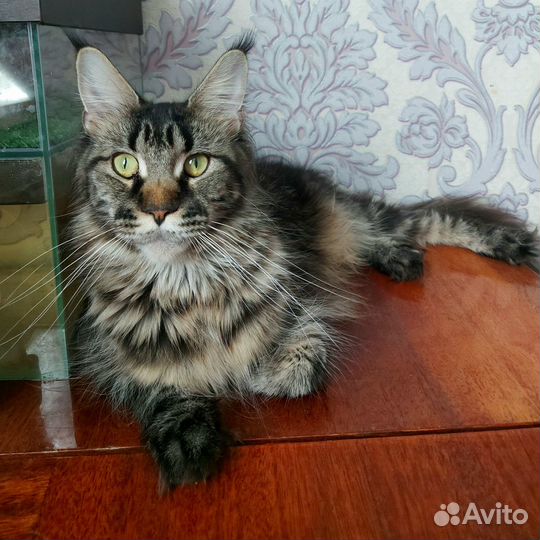 Мейн-кун Мальчик Котёнок