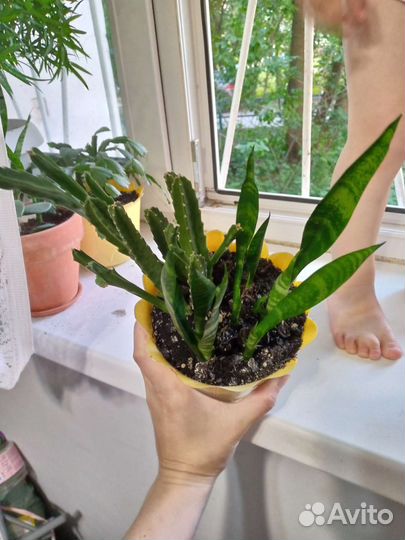 Сансевиерия стапелия