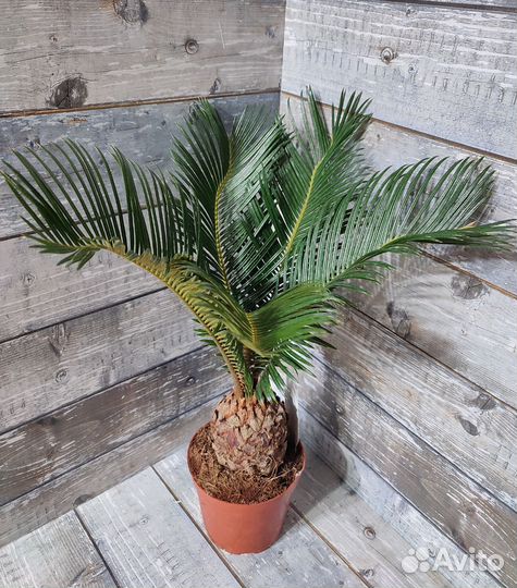 Цикас Революта