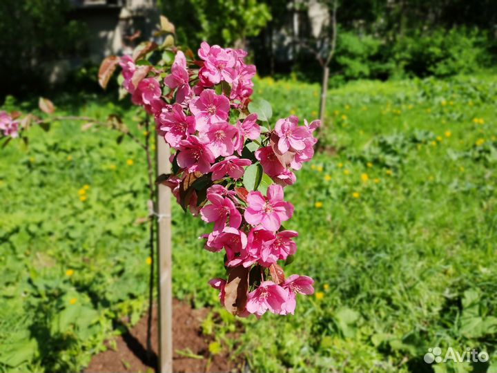 Садовод, озеленитель, агроном (вакансия)