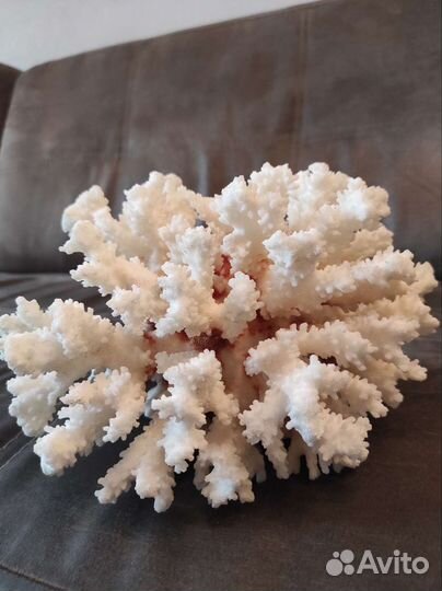 Живые кораллы