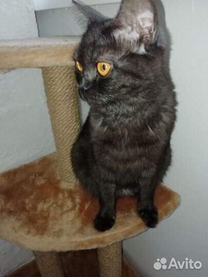 Кошечка в добрые руки