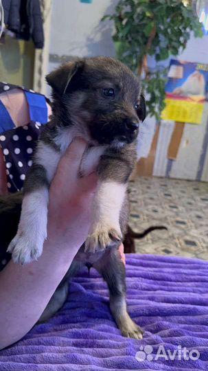 Щенки -1.5 месяца