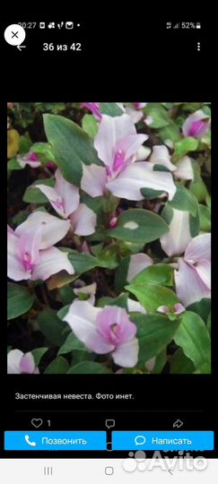 Цветы многолетние садовые