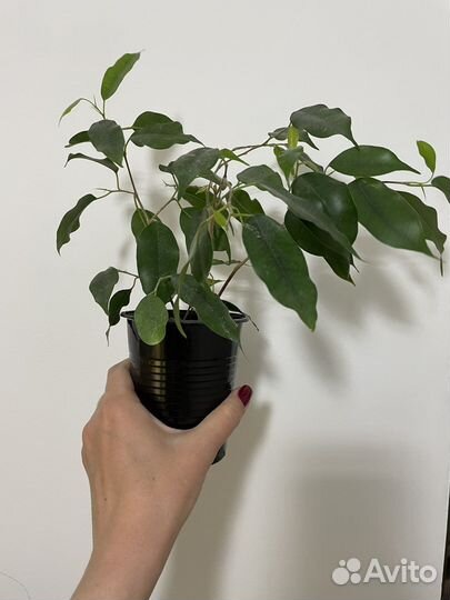 Комнатные цветы