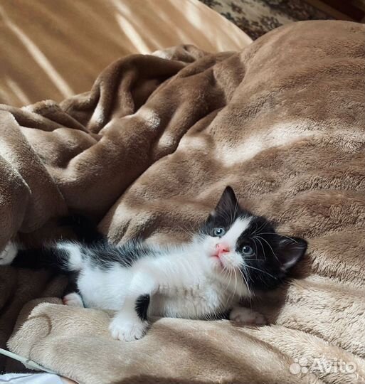 Котенок девочка в добрые руки