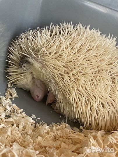 Африканский ежик