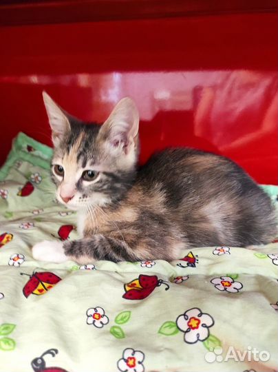 Трехцветное счастье ждет вас нежнее нежного