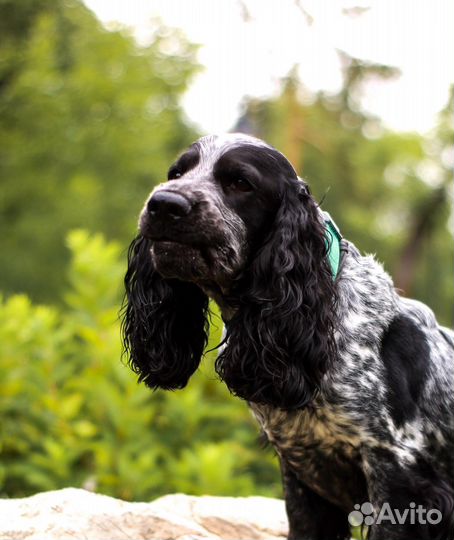Фотограф-анималист