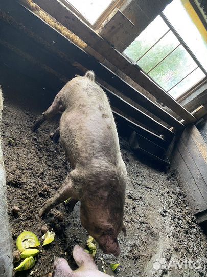 Продам хряка