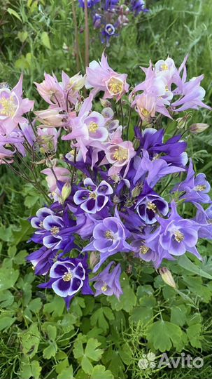 Многолетники для сада