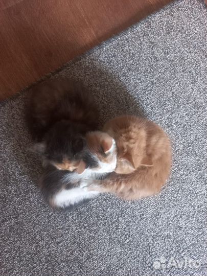 Домашние животные котята бесплатно