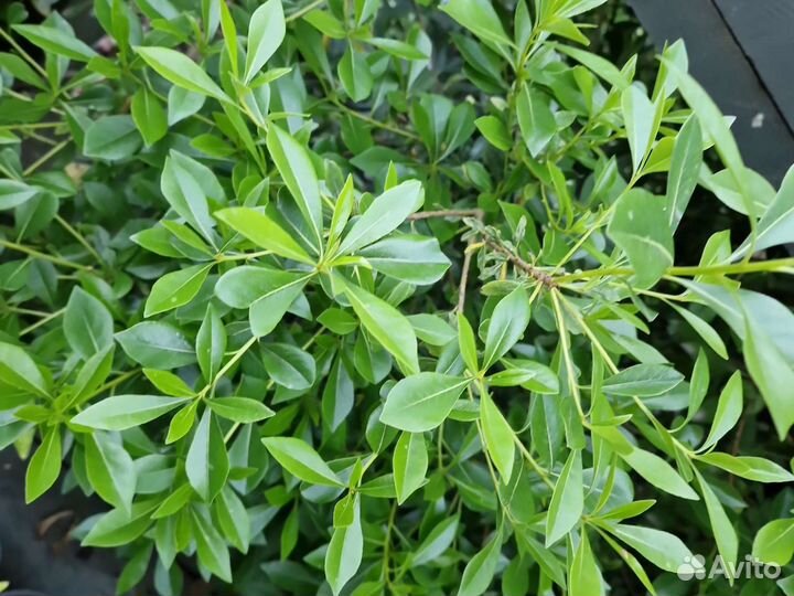 Смолосемянник,питтоспорум 4 сорта