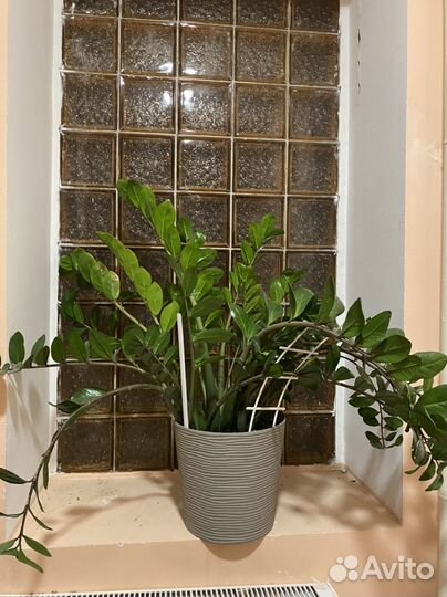 Замиокулькас