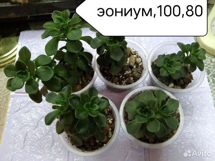 Комнатные растения цветы