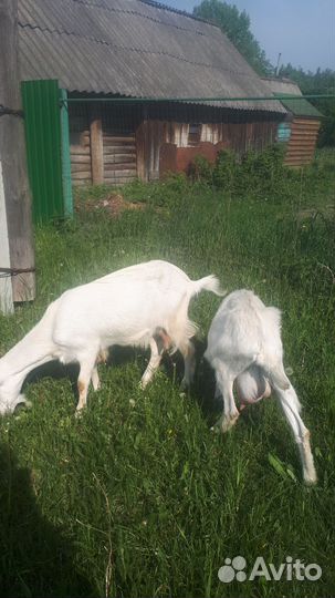 Козы дойные и козлята