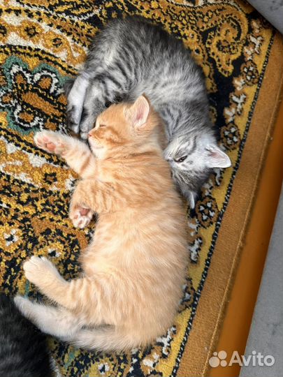 Британские котята