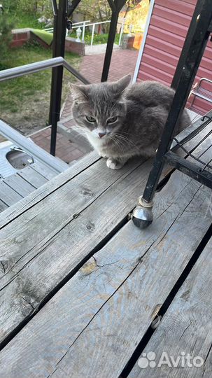 Онлайн прием ветеринарного врача