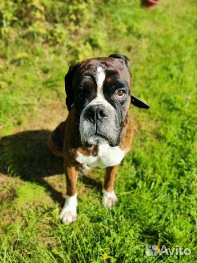 Боксер. Знакомство