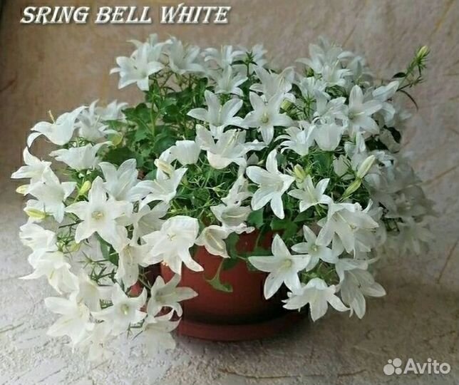 Кампанула жених и невеста