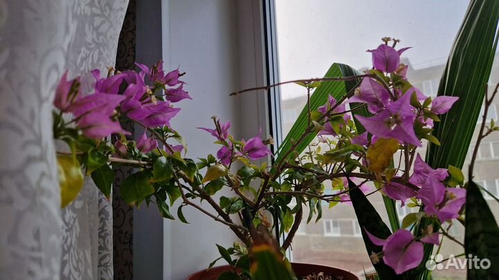 Цветы бугенвилия