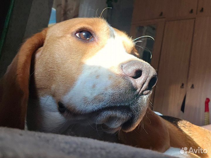 Бигль вязка