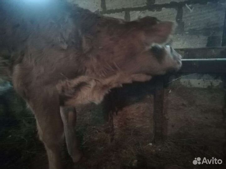 Корова с теленком