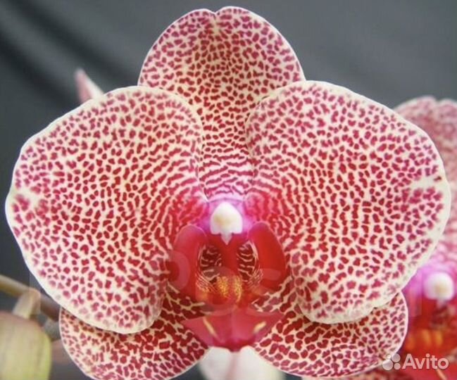 Орхидея фаленопсис Сезам
