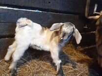 классификация лейомиомы матки. 1. 26). миома матки код по мкб. 1.